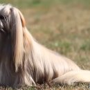 대구동물약국 이미지