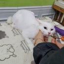 라온펫미용실 이미지