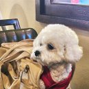 신두꺼비식당 | 경주 황리단길 애견동반 식당 황남두꺼비 첨성대셋트 내돈내산