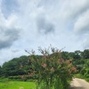 백일홍상사 이미지