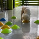 몽블리 애견카페 이미지