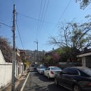 밤밭노인복지관 2층 | 대전 벚꽃 명소 테미공원 실시간 현황 후기, 화장실, 주차 팁, 숨은 드라이브 벚꽃길 추천