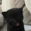 깁미타코 이미지