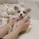 버디독 강아지분양 안심분양센터 서울 영등포점 이미지