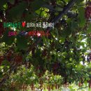 해솔농장 이미지