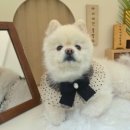 골드스푼애견풀빌라 이미지