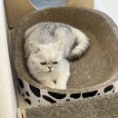 율하냥 | 김해고양이카페 율하냥 후기입니다