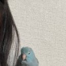 리틀버드서울 버드앤주클리닉 이미지