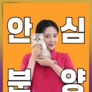 미유펫 강아지고양이 수원점 | 수원고양이분양 행복의 시작