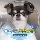 세븐일레븐 안산본원길점 | 13살 강아지 방광결석을 방광플러싱으로 수술 없이 치료했던 후기, 안산 노령견 동물병원