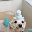 어안이 멍멍 이미지