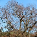 느티나무 할아버지 이미지