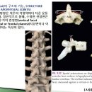 [12강-몸통뼈대21-](122강) 돌기관절속구조, 몸통사이관절의 구조와 기능, 기저추/동척추신경, endplate등 이미지