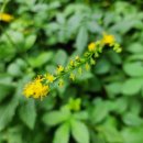 선학초등학교 이미지