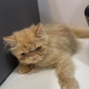 냥이는꿀꿀 이미지