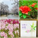 우리 꽃 세밀화 | 인천대공원 벚꽃, 호숫가길, 온실, 보타닉 전시 관람