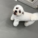 댕스미스 애견미용 이미지