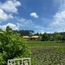 청남가든 | 충남 태안군 7월 가볼만한곳 / 7월 천리포수목원 예쁜풍경 오리행열