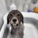 반짝반짝내작은개 이미지