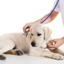 온유동물병원 이미지