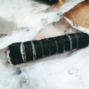 최군김밥