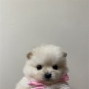 탑스동물병원 이미지