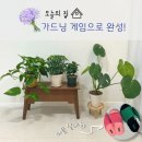 오늘의 선물 | 오늘의 집 무료 화분 선물 받기 전략 (정글 된 후기)