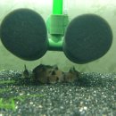 레드팬더 이미지