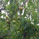 복희 농장 이미지