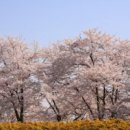 장바탕1교 | 2025 전국 벚꽃 축제 완벽 가이드: 지역별 일정 및 추천 명소