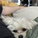 윤은채 재활 한방 동물병원 이미지