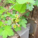 장미찻집 이미지