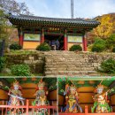 용문산마을 | 가을 명소 용문산 관광단지 양평 용문사 은행나무 단풍 실시간