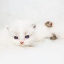 홈브리딩 이미지