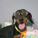 삐삐애견샵 이미지