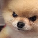 우리집 댕댕이 이미지