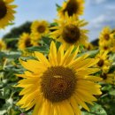 논공(대구) 이미지