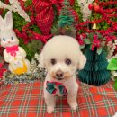 개르띠에 | 창원애견미용, 개르띠에에서 진행한 트레이닝 미용 후기