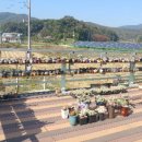 데사티노