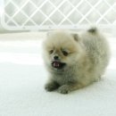 몽글몽글 이미지