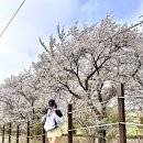 11 | 서산한우목장벚꽃 4월 11일 방문실시간 후기 주차꿀팁 벚꽃명소추천