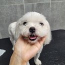 로이네 애견호텔 이미지