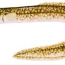 천지연무태장어천지연 이미지