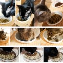 냠냠펫푸드 이미지