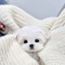 천안강아지분양 우리집퍼피 천안아산본점 (하이도그) | 천안에서 만난 작은 기적, 강아지 분양 리얼 후기