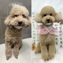 토토멀티샵