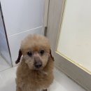 효원동물병원 이미지