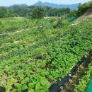 서운농장 이미지