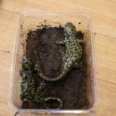 타이거샵 이미지