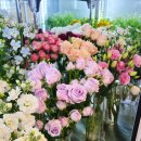 로즈 플라워(ROSE FLOWER) 이미지